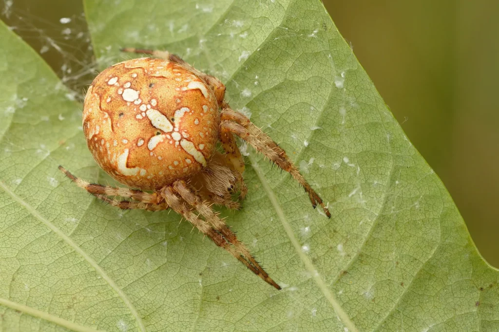 2560px Araneus Diadematus Keila