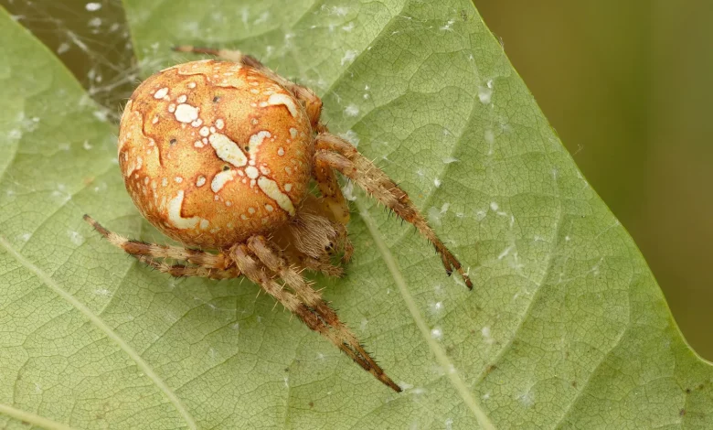 2560px Araneus Diadematus Keila