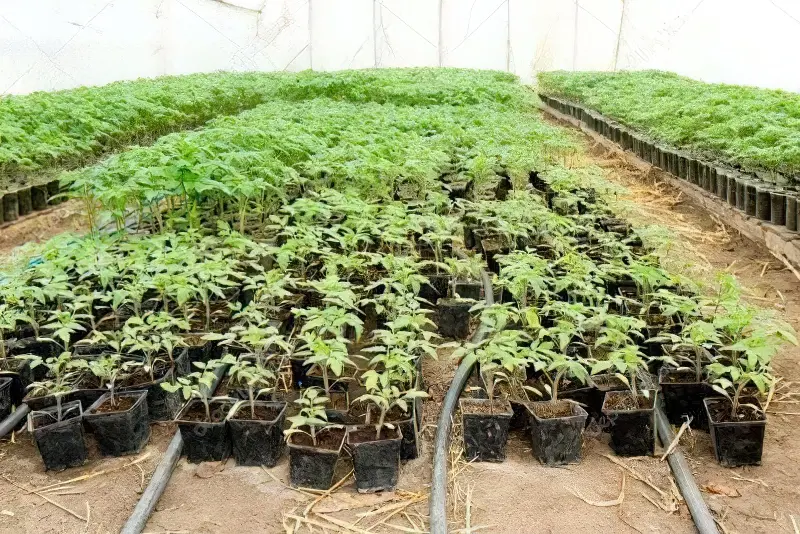 Vplyv Temperatury Na Rozvytok Tomativ 1