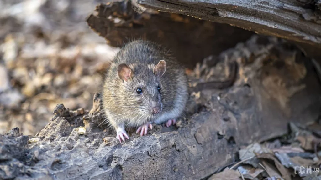 853d97ceeb1413d98db0b63d78304c5c