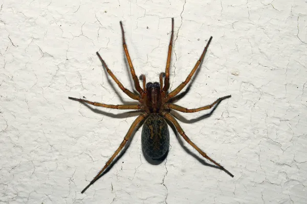 Depositphotos 42055975 Stock Photo Wolf Spiders