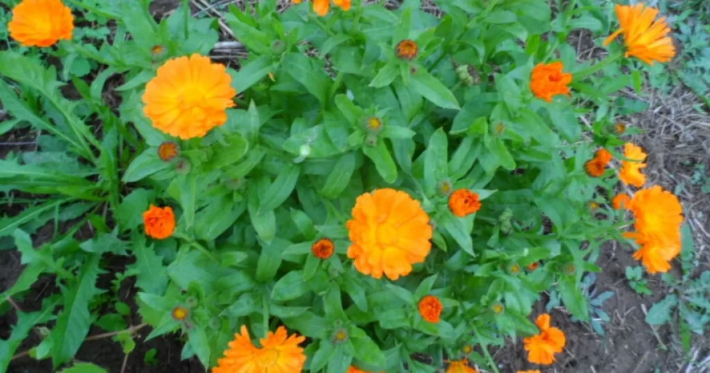 1d8608db191dbcc5f0ca845c586162d1