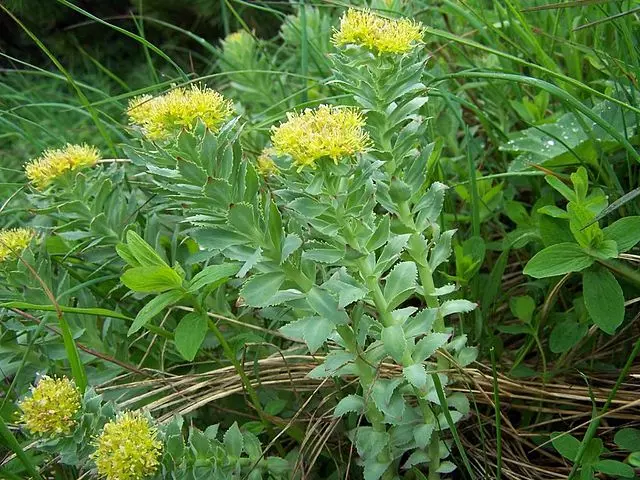 640px Rhodiola Rosea A2