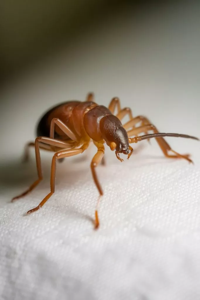 A Close Up Photo Of A Bed Mite The Mite Usqypjttcoqvtjask7pqw Om6qakourg2 Mfwae6zgyg