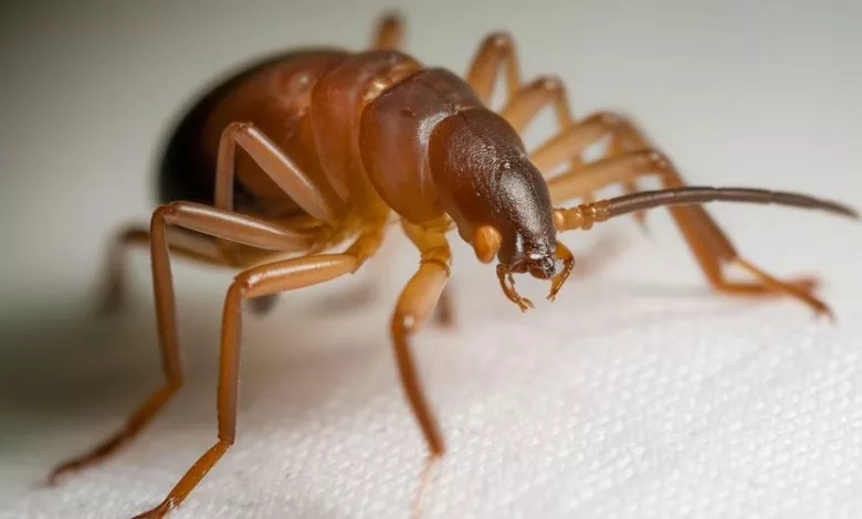 A Close Up Photo Of A Bed Mite The Mite Usqypjttcoqvtjask7pqw Om6qakourg2 Mfwae6zgyg