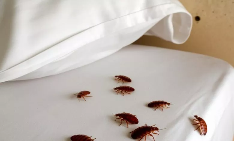 A Photo Of A Bed With A White Sheet And Tesx12dtrakme G Dkhvkq A4oeddu4qiej8 625h33eq