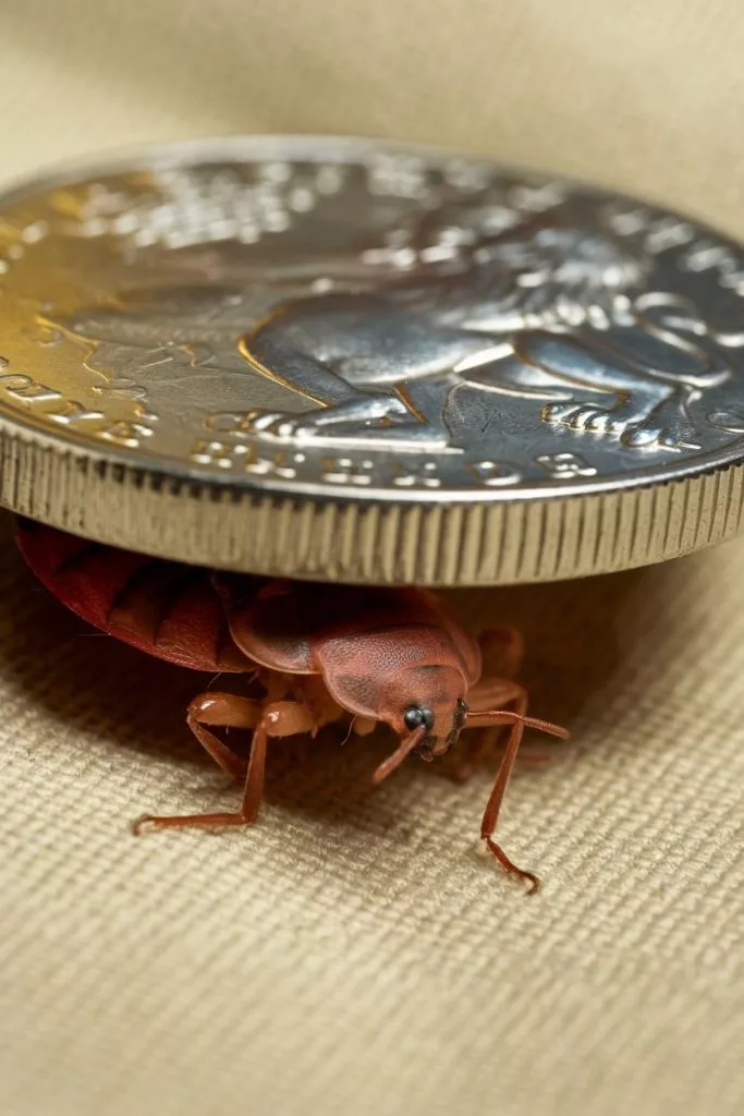 A Photo Of A Bedbug Hiding Under A Coin Jneq4nvoruw7jalu8m0rtw 1e Hn 40r Eulg18exrvna