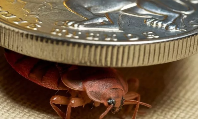 A Photo Of A Bedbug Hiding Under A Coin Jneq4nvoruw7jalu8m0rtw 1e Hn 40r Eulg18exrvna