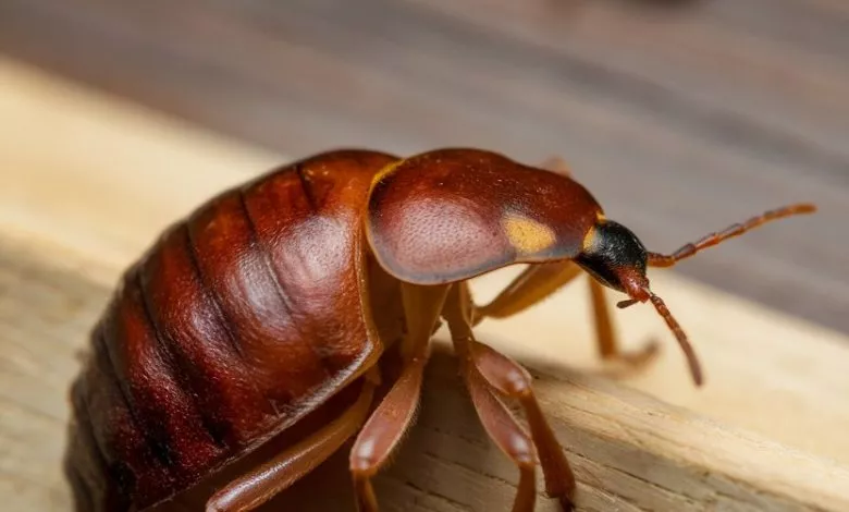 A Photo Of A Bedbug The Bedbug Is Brown 7vavk4rxtgmwyyxlpbptqw Qxw6m4bts7 S2ddub2qnsg