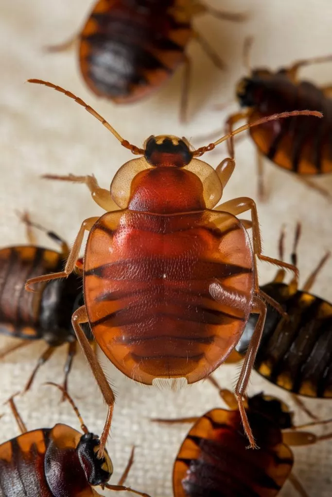 A Photo Of A Bedbug Up Close It Is A Sma I4rvuv9bty Wm8qjx0e8mw Qxw6m4bts7 S2ddub2qnsg
