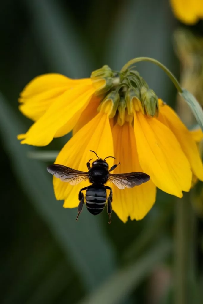A Photo Of A Black Bee Hovering In Front Qbsfwtmtsnoawidqwegshw Aztungpnrqoeptpobhmyda