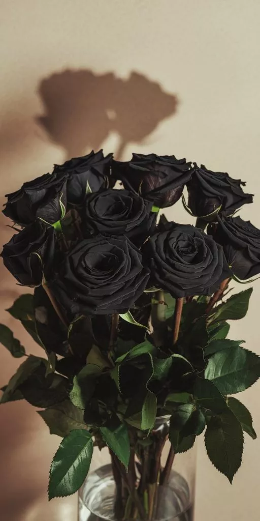 A Photo Of A Bouquet Of Black Roses With Dqeff2n8rguwem Jykd6qq Csowhr1brzikcqcc0gp2ew