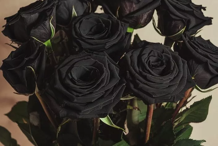 A Photo Of A Bouquet Of Black Roses With Dqeff2n8rguwem Jykd6qq Csowhr1brzikcqcc0gp2ew