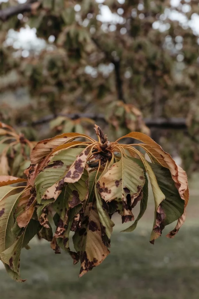 A Photo Of A Cherry Tree With Diseased L Scfc 6dxts Ofb8foekfcq Ecjaan42sog Rlyziffspq