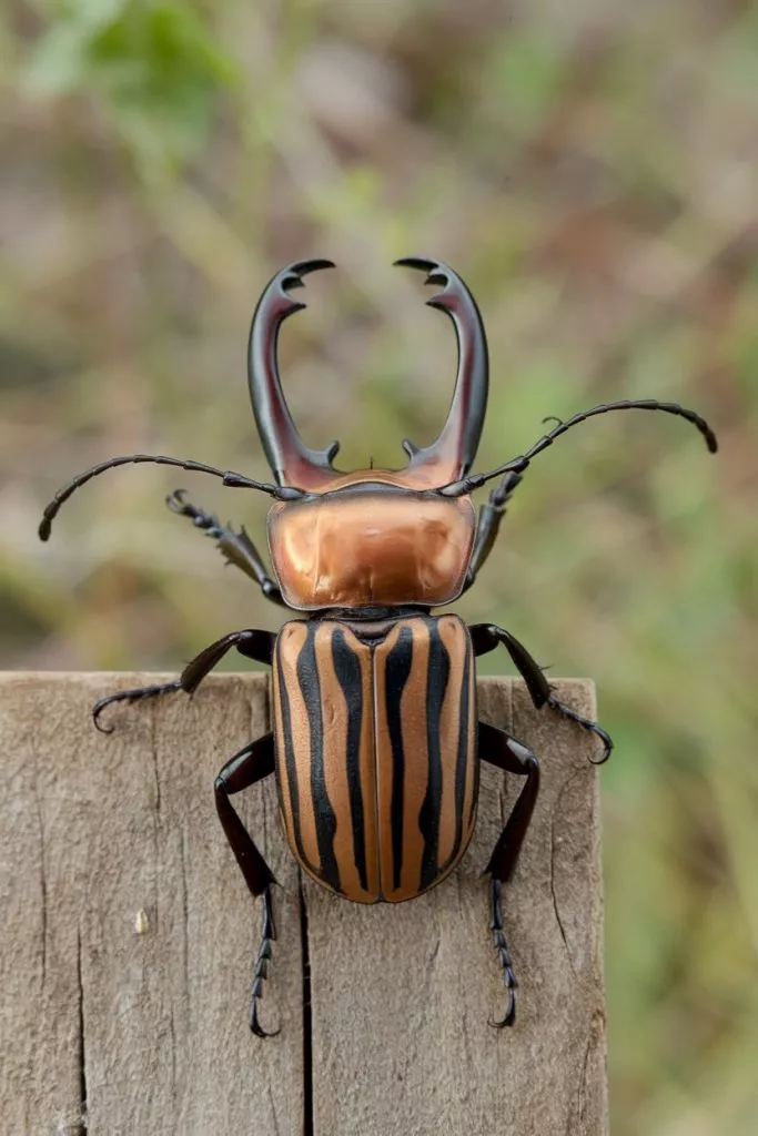 A Photo Of A Clipper Beetle With Its Pin Vppvxpa2rpwn Srggswmcq Bw5n5clutc26amgvnvqhkq