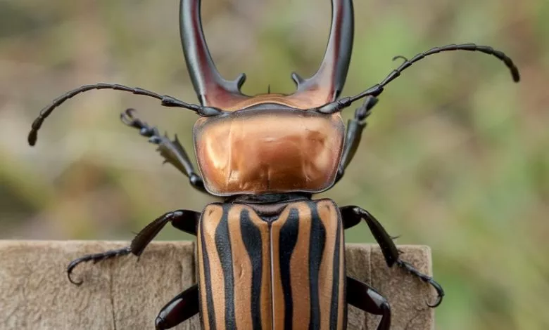 A Photo Of A Clipper Beetle With Its Pin Vppvxpa2rpwn Srggswmcq Bw5n5clutc26amgvnvqhkq