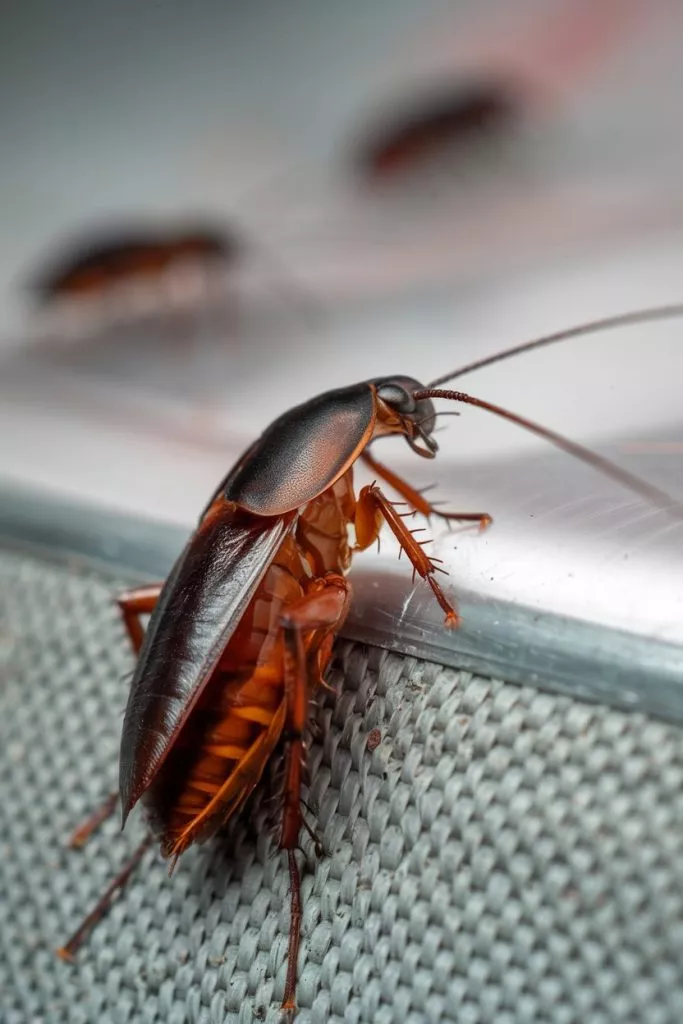 A Photo Of A Cockroach From The Side Vie 0aawp Rkq9mn728hgnz2ya Omfhosxtt1s5e4vvvinqoq