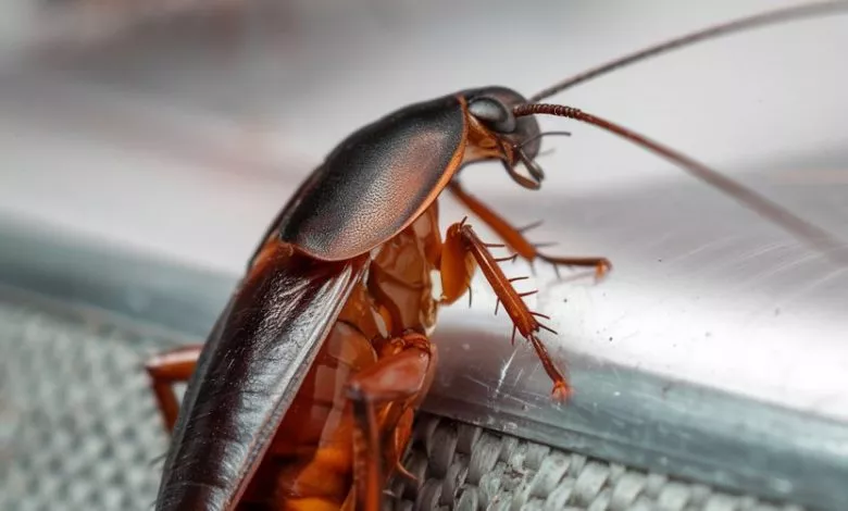 A Photo Of A Cockroach From The Side Vie 0aawp Rkq9mn728hgnz2ya Omfhosxtt1s5e4vvvinqoq