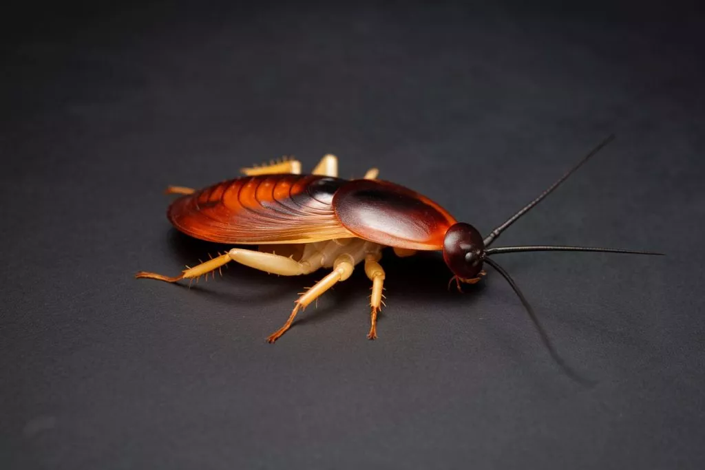 A Photo Of A Cockroach Repeller On A Dar Fdx2t9cit36ojw 3ugqltw Kiklwrq7r M2nymc4vou9g