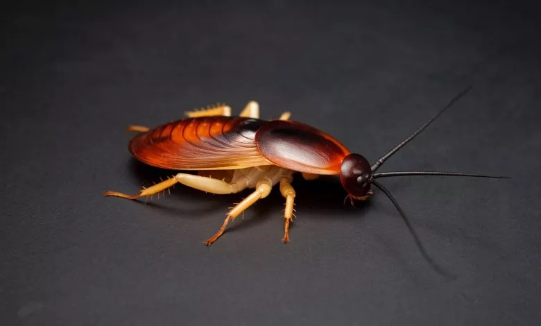 A Photo Of A Cockroach Repeller On A Dar Fdx2t9cit36ojw 3ugqltw Kiklwrq7r M2nymc4vou9g