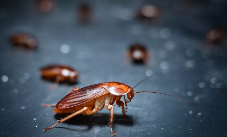 A Photo Of A Cockroach Scurrying Across Nuavqm6ir2wudcmrah17jw Vnlzsmarq0 Ipphibvectg