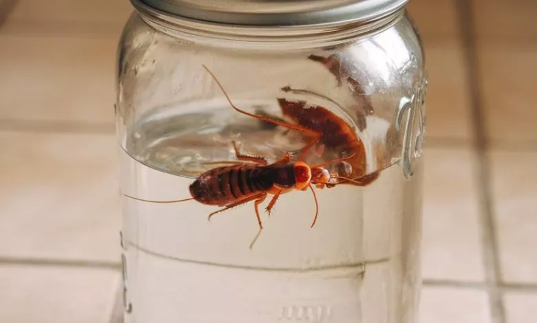 A Photo Of A Do It Yourself Cockroach Tr D Gq6udxtrmyhlkhl650kw Gzwmcbt6sbc4lzhfu88ixq