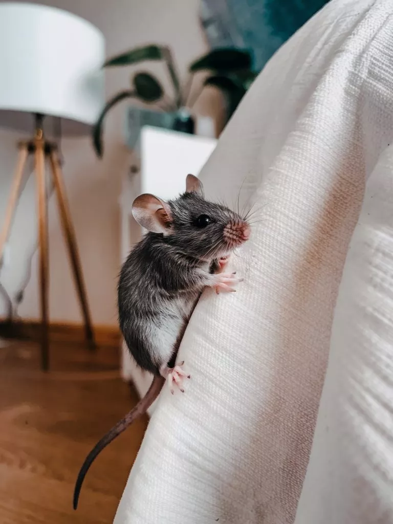 A Photo Of A Gray Mouse Climbing Onto A Oy1xa 25rzudqixyyedzpq 7qrhbc2lqismkuupctp9nw