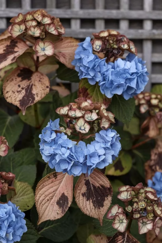 A Photo Of A Hydrangea Bush With A Disea Vevwm51erkmyrdinv9n81g 0wvygntdqqguef1vksjbca