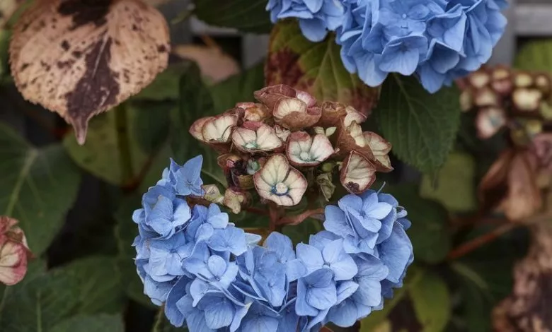 A Photo Of A Hydrangea Bush With A Disea Vevwm51erkmyrdinv9n81g 0wvygntdqqguef1vksjbca