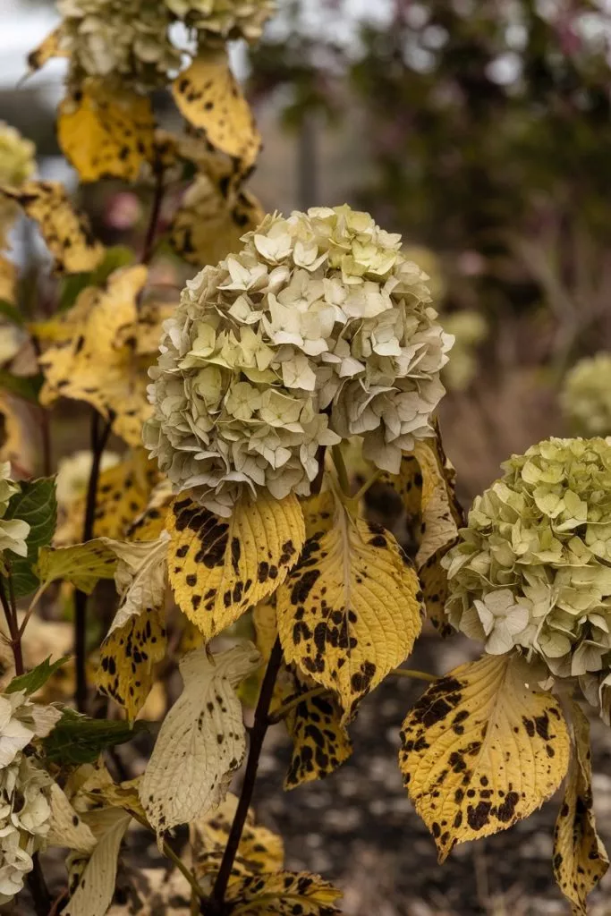A Photo Of A Hydrangea With Diseases The Wrhdss84s3alup S3u7urq 0wvygntdqqguef1vksjbca