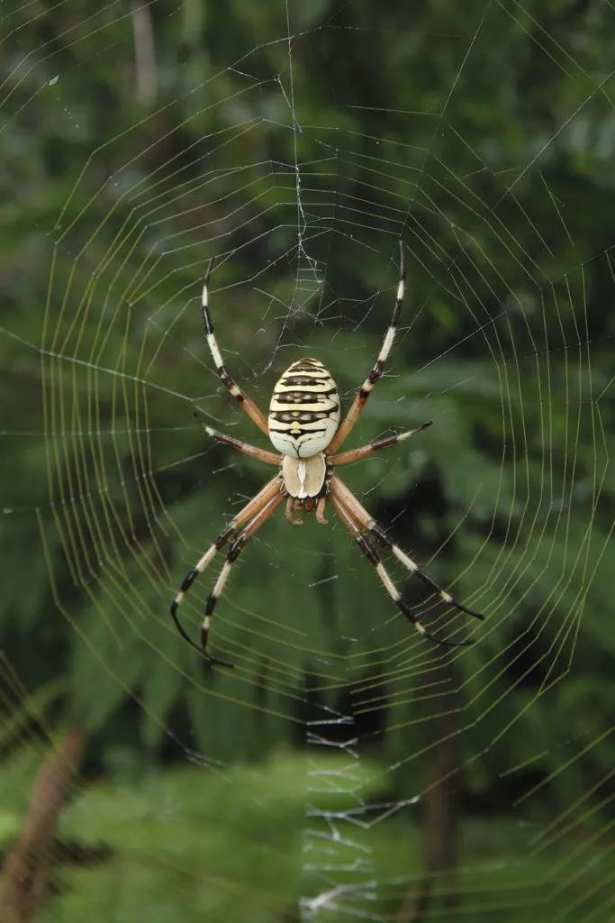 A Photo Of A Large Argiope Spider With A 173iafs9sn2nhe Yiemeuq R7ejpu3psomohn1qijtl9q