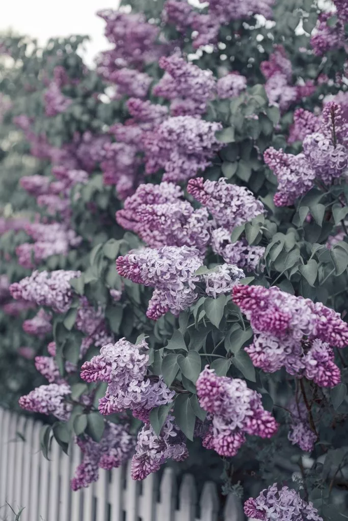 A Photo Of A Lilac Bush In Full Bloom Th 9or8obqatbqnnfwrnljeuq Ysffw2ert8 Jxellhinb A