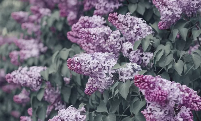 A Photo Of A Lilac Bush In Full Bloom Th 9or8obqatbqnnfwrnljeuq Ysffw2ert8 Jxellhinb A