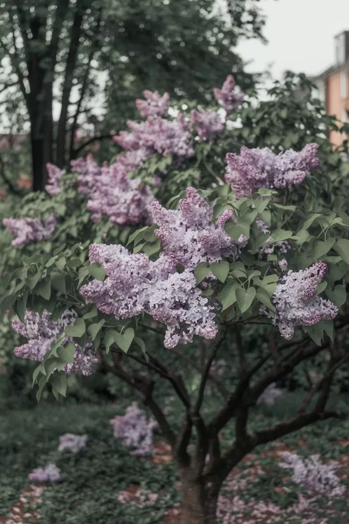 A Photo Of A Lilac Tree In Full Bloom Th Zlysi6owr0qjjknwdmapva Ysffw2ert8 Jxellhinb A