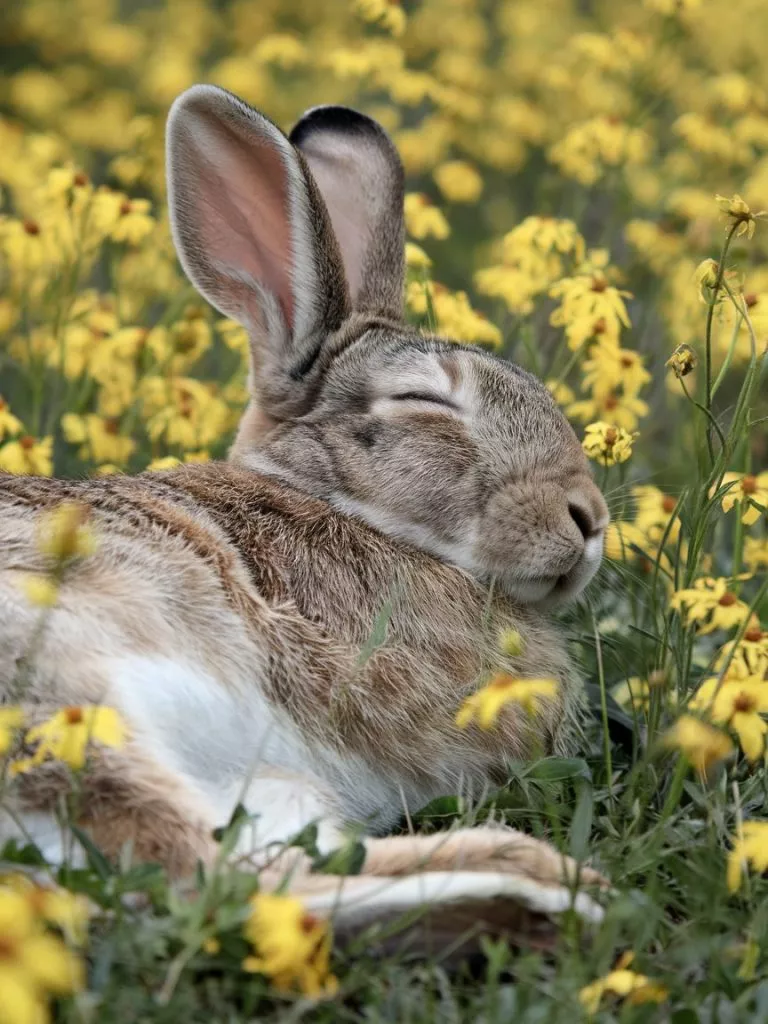 A Photo Of A Medium Shot Of A Sleeping R Ooanotcrq3gucvot56o43a Q615j Akt1evnvpiqm4a9q