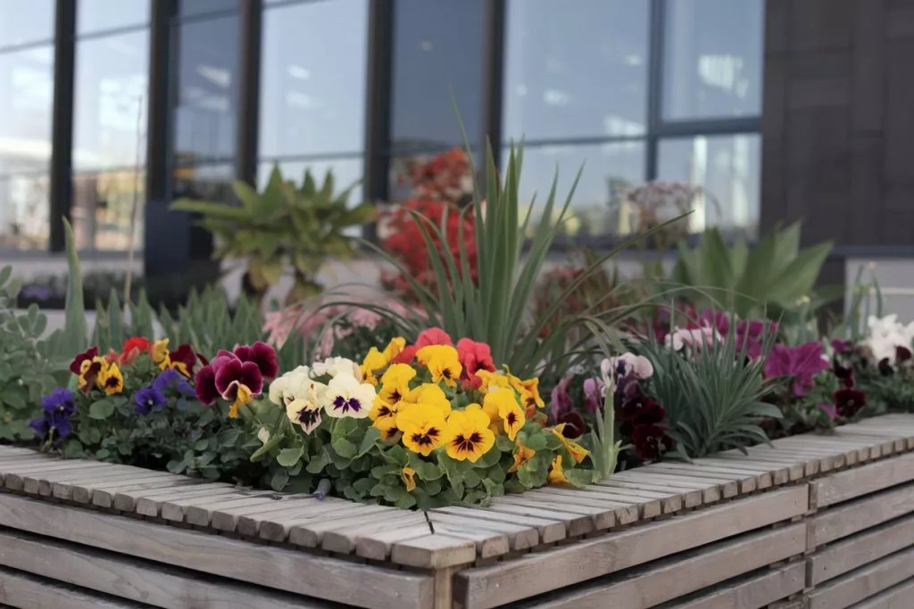 A Photo Of A Modern Flower Bed With A Va 0wjswas8qweex57ro8 Laq P4wrjyvyqgapqrggw86oaq
