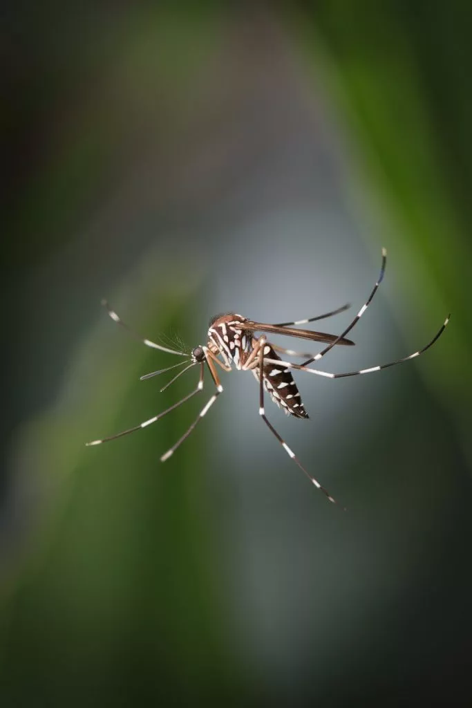 A Photo Of A Mosquito With Its Proboscis Awaj6fy Qj Ig63ghbcl3w Vtpkmkeoqs Dezgmqqi Bq