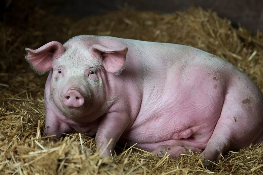 A Photo Of A Pregnant Pig In A Barn The Fmf0vqoyrjwzrm8jaac4wq Km8io 6atwwcamhjttqvlq