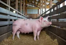 A Photo Of A Pregnant Pig In A Barn The L Iiklk5tuorrydzkm7taa Km8io 6atwwcamhjttqvlq