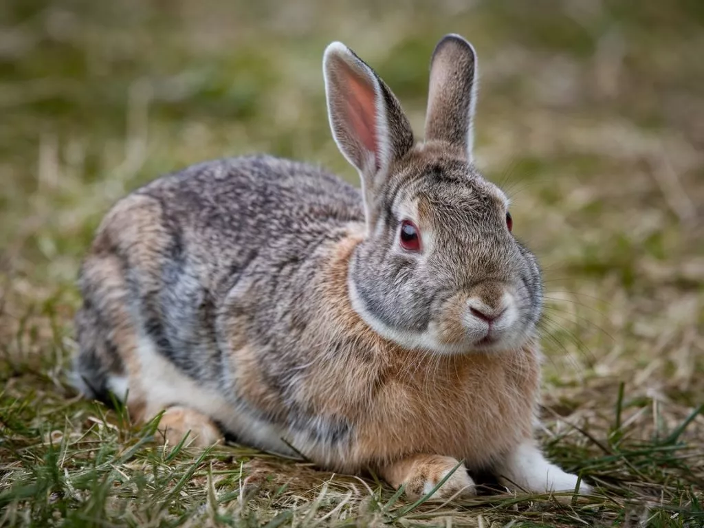 A Photo Of A Rabbit With Myxomatosis The Bjhtqif0qcctmi60s9y86w Hrohoslgrw Quozpsh Ufw