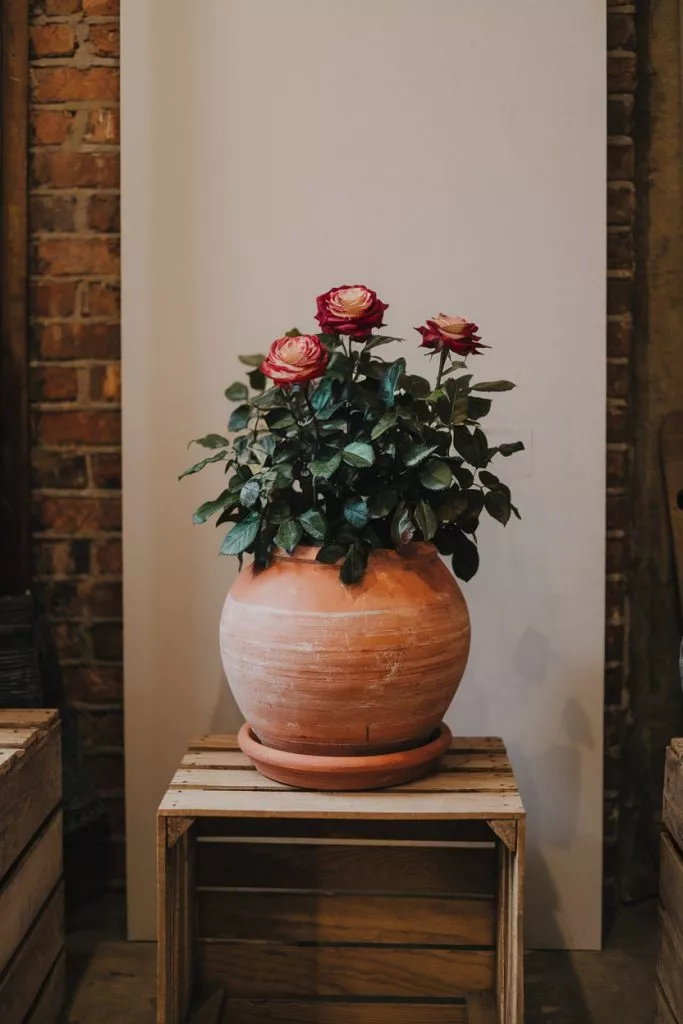 A Photo Of A Rose Growing In A Large Ter Yvcvgspkr7 Mdoonqhg9hg 939dz9vqtzge0aiv6i5tgq