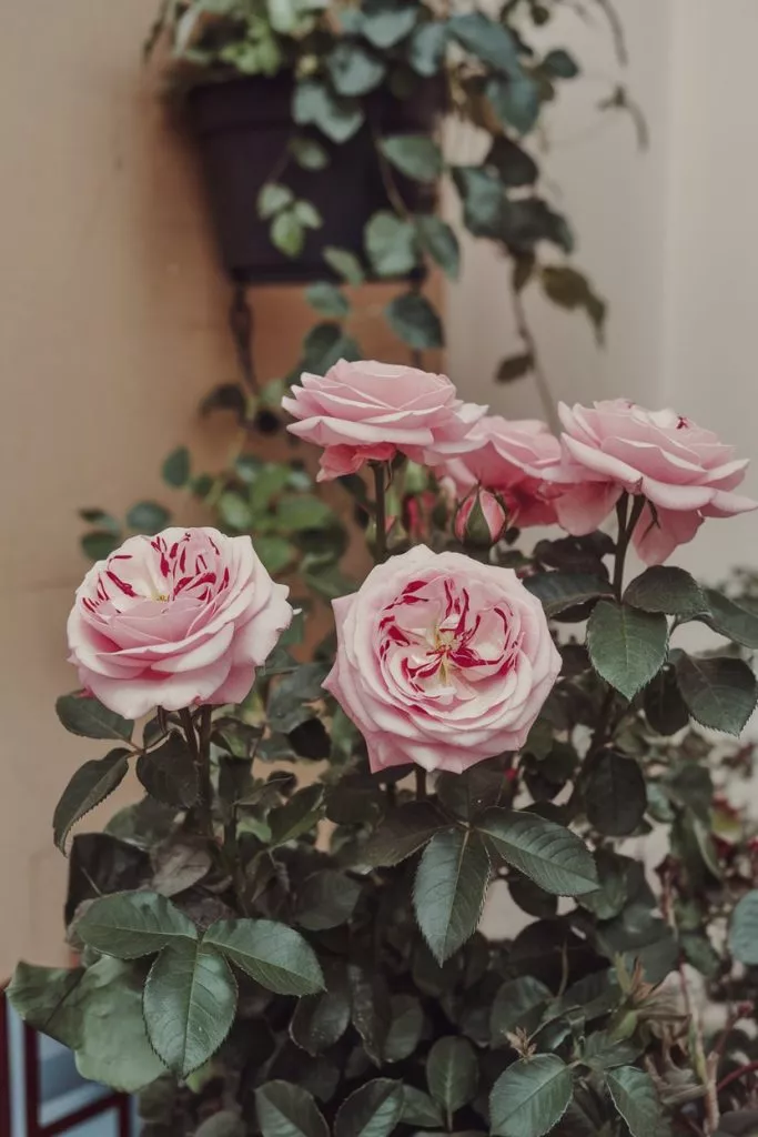 A Photo Of A Rose Plant Growing Indoors Qijafadcqyknfzt7iiurma 939dz9vqtzge0aiv6i5tgq