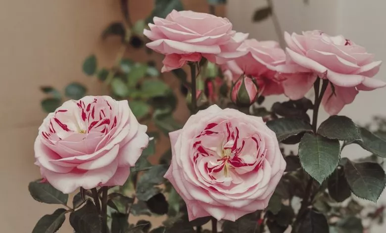 A Photo Of A Rose Plant Growing Indoors Qijafadcqyknfzt7iiurma 939dz9vqtzge0aiv6i5tgq