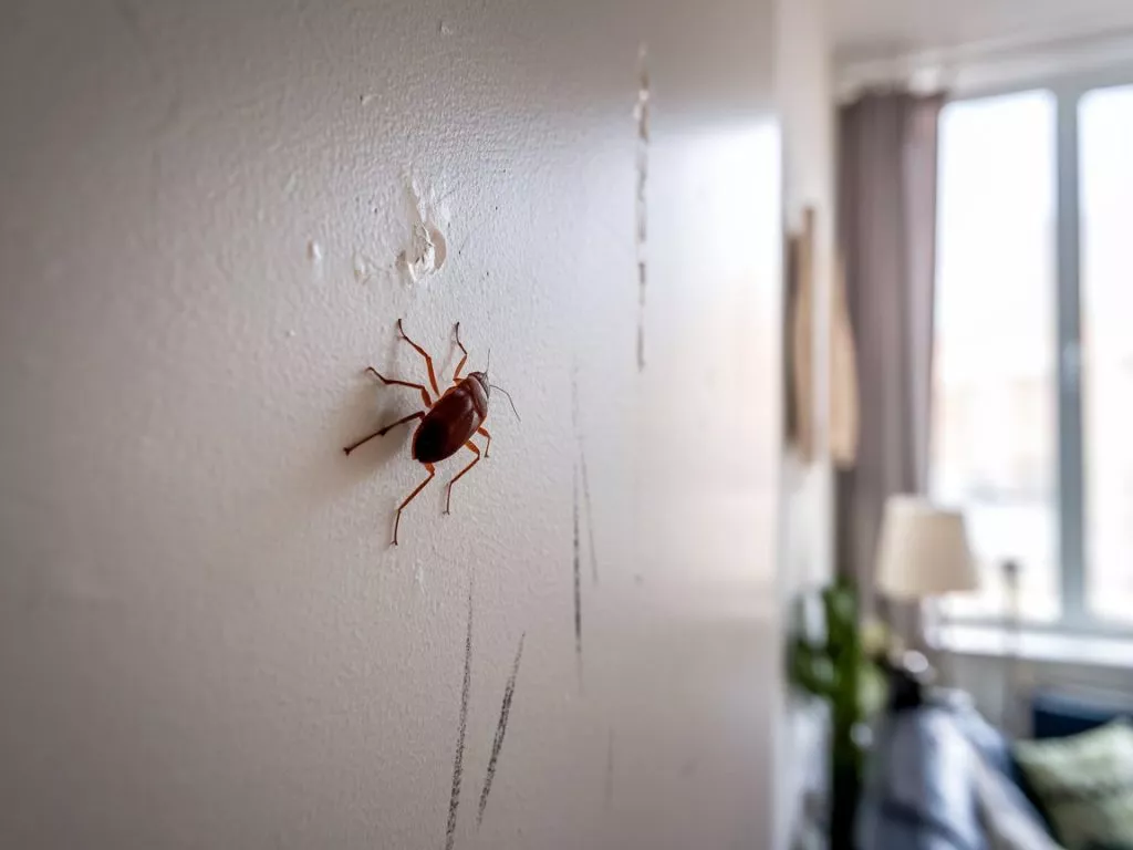 A Photo Of A Small Brown Bug Crawling On Exus65xita2xxuffejhuwg U01iyoaartcrxbzbv3g4bw