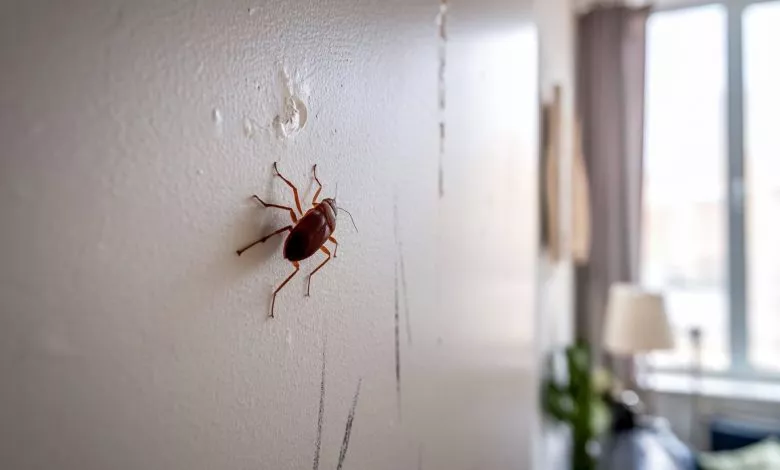A Photo Of A Small Brown Bug Crawling On Exus65xita2xxuffejhuwg U01iyoaartcrxbzbv3g4bw