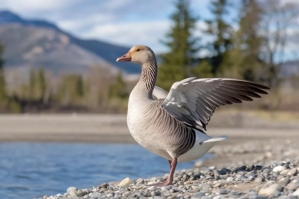 A Photo Of A Small Grey Goose Standing O Wg9kektvqrqajpmvp5umsw Edk9tucwshchy4beeq7gnw