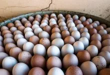 A Photo Of A Tray Filled With Goose Eggs Mzhkpmilreuedej0cabyfg Wfz9eazdswym0llviwsspw