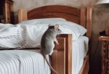 A Photo Of A White Mouse Climbing Onto A V2un5vccr3yuztycqq1tpw Cnwd3z 5q Gzcwltfs0ocg