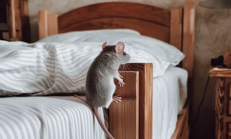 A Photo Of A White Mouse Climbing Onto A V2un5vccr3yuztycqq1tpw Cnwd3z 5q Gzcwltfs0ocg