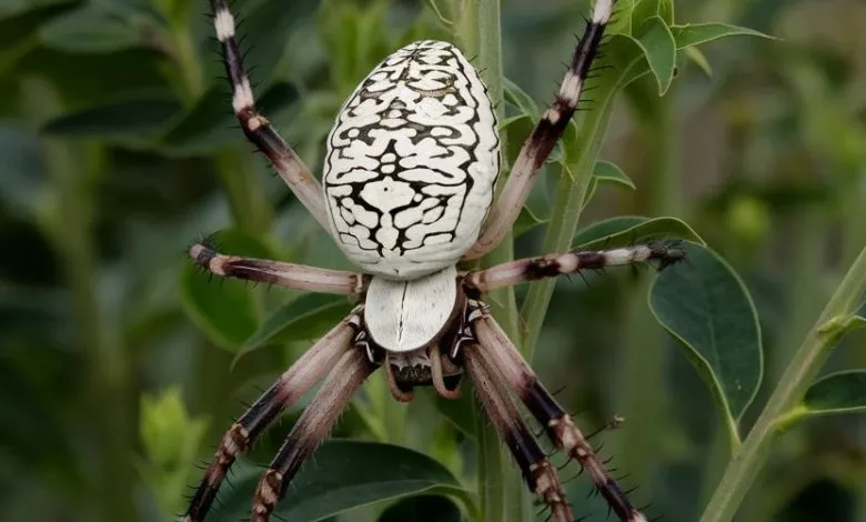 A Photo Of An Argiope Spider With Its La Hxyqfcs3ryieofyrgtvnxa R7ejpu3psomohn1qijtl9q
